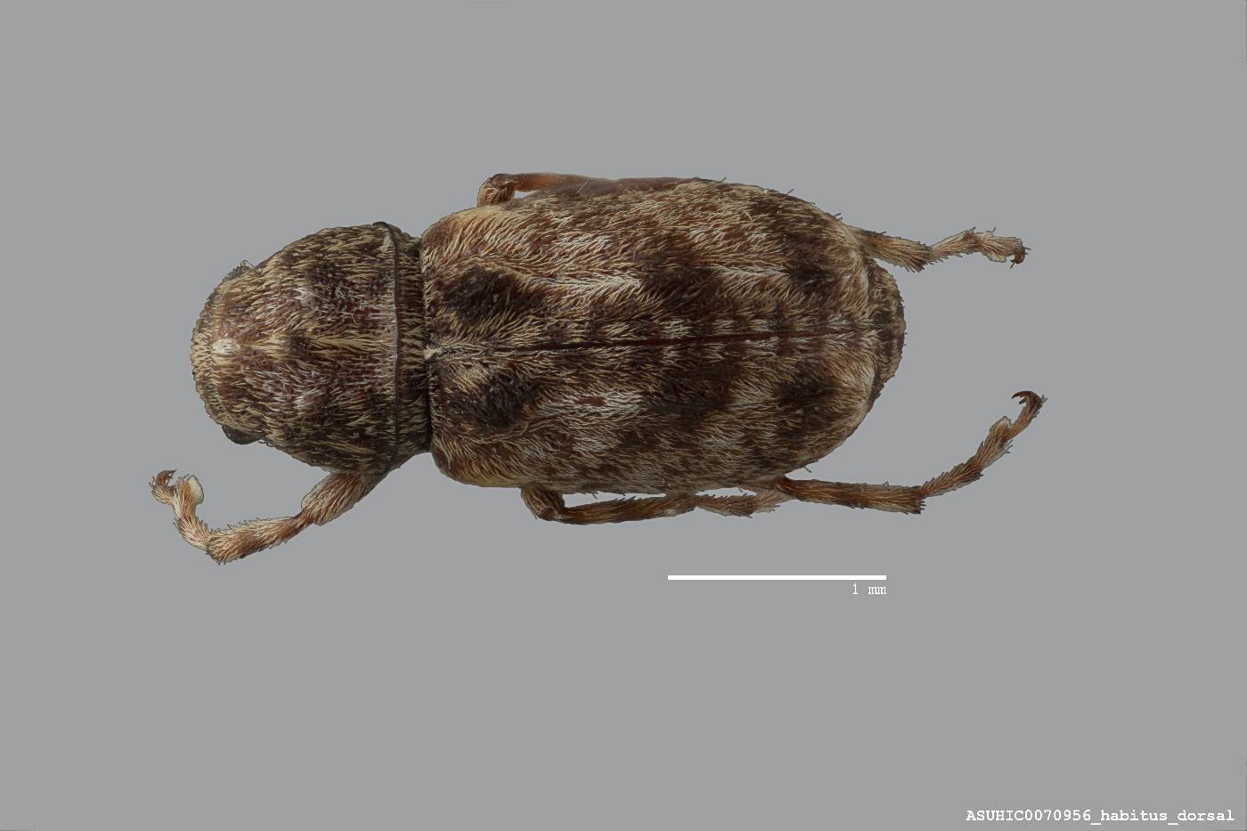 Discotenes nigrotuberculata image