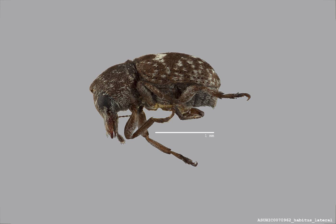 Ormiscus albofasciatus image