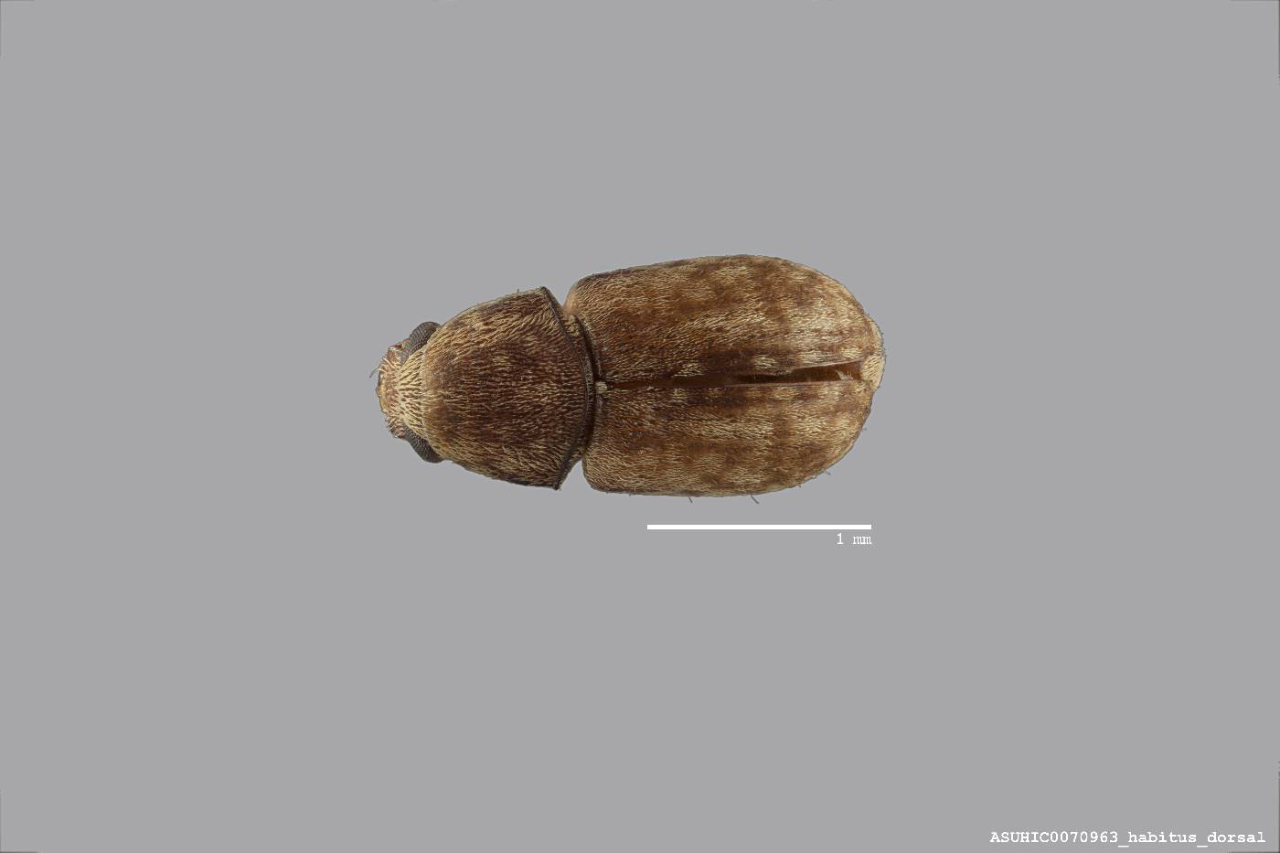 Ormiscus conis image