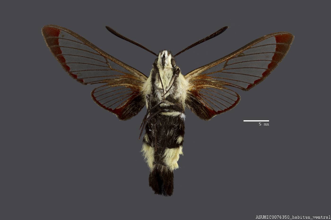 Macroglossinae image