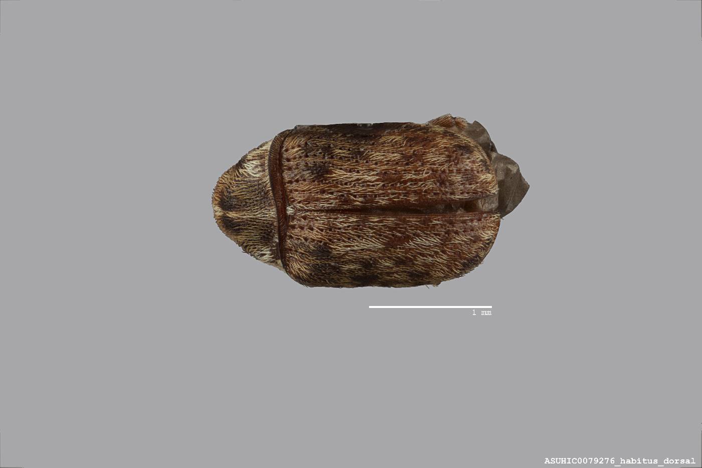 Streneoderma contemptum image