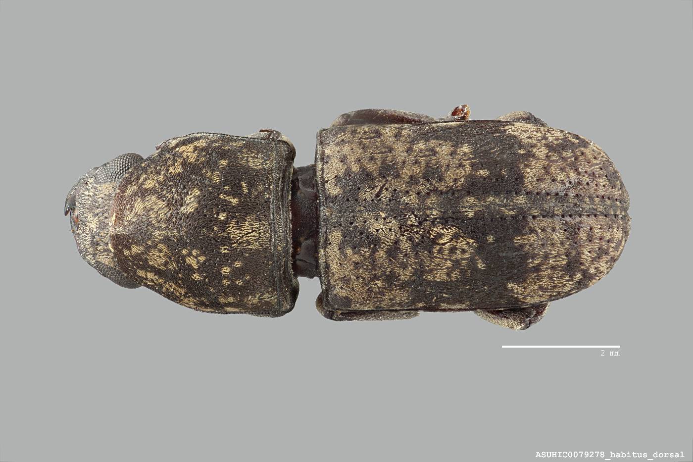 Eugonus subcylindricus image