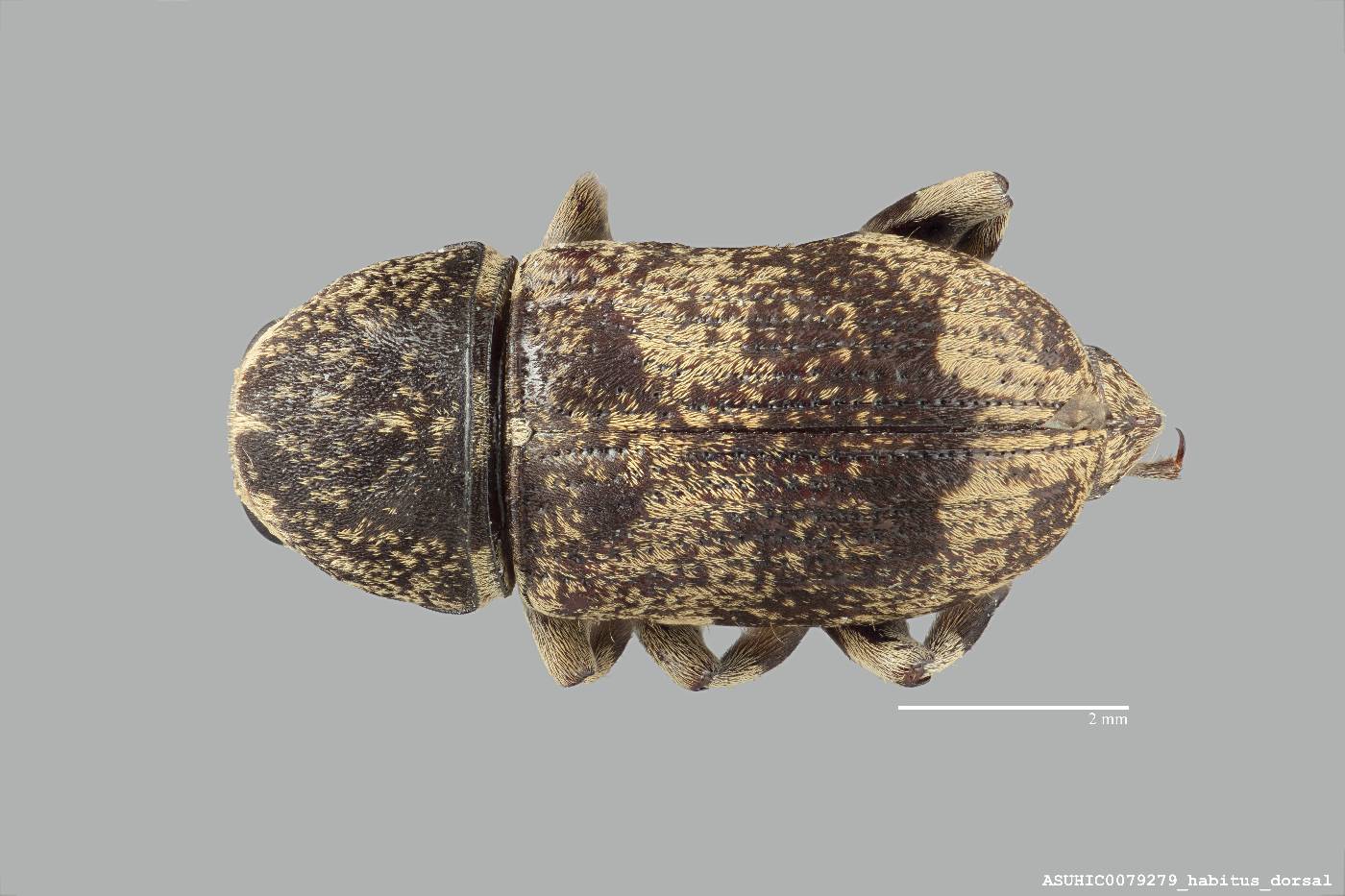 Nemotrichus inermis image
