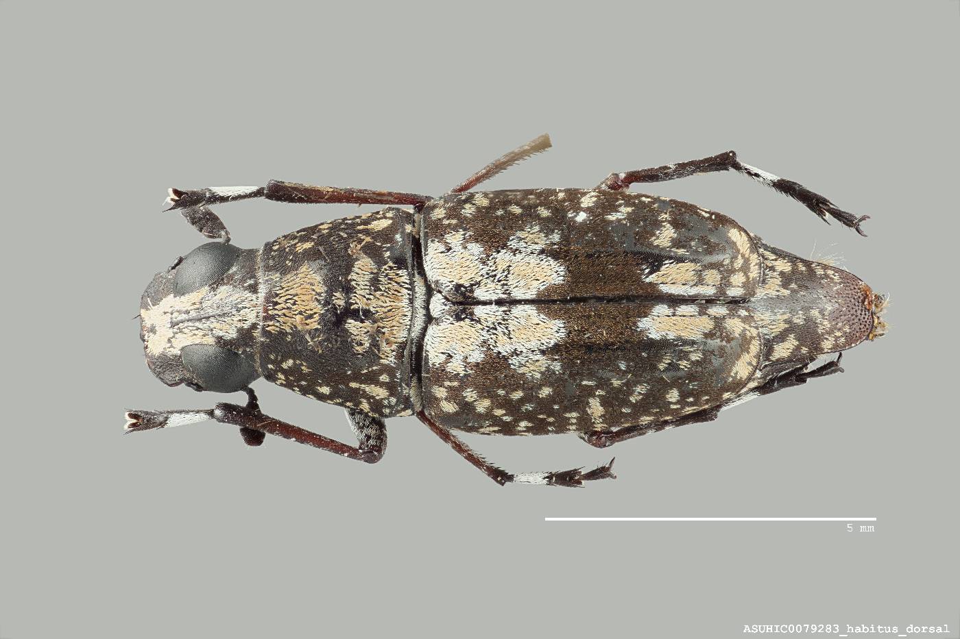 Phaenithon curvipes image