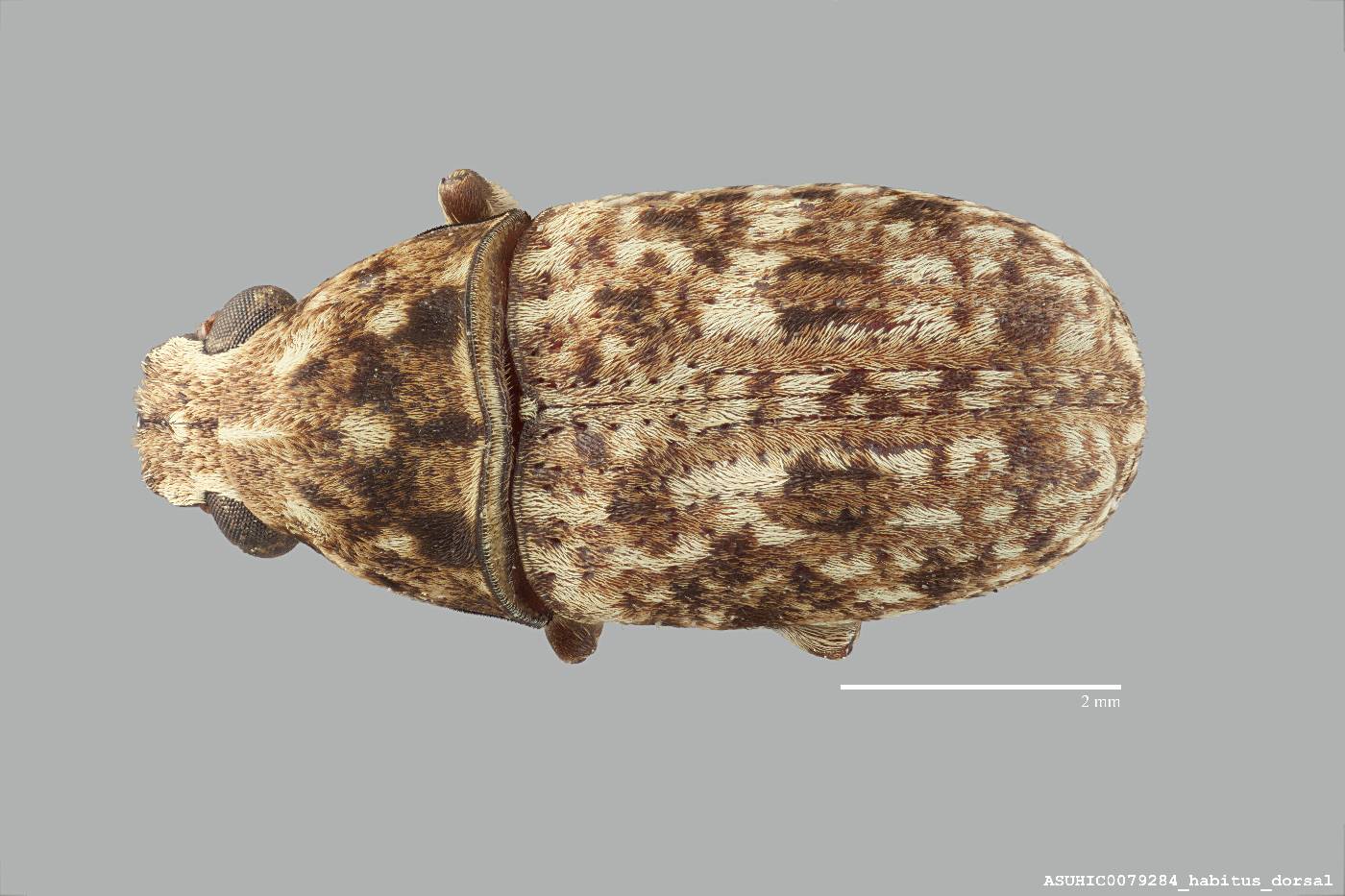 Euparius image
