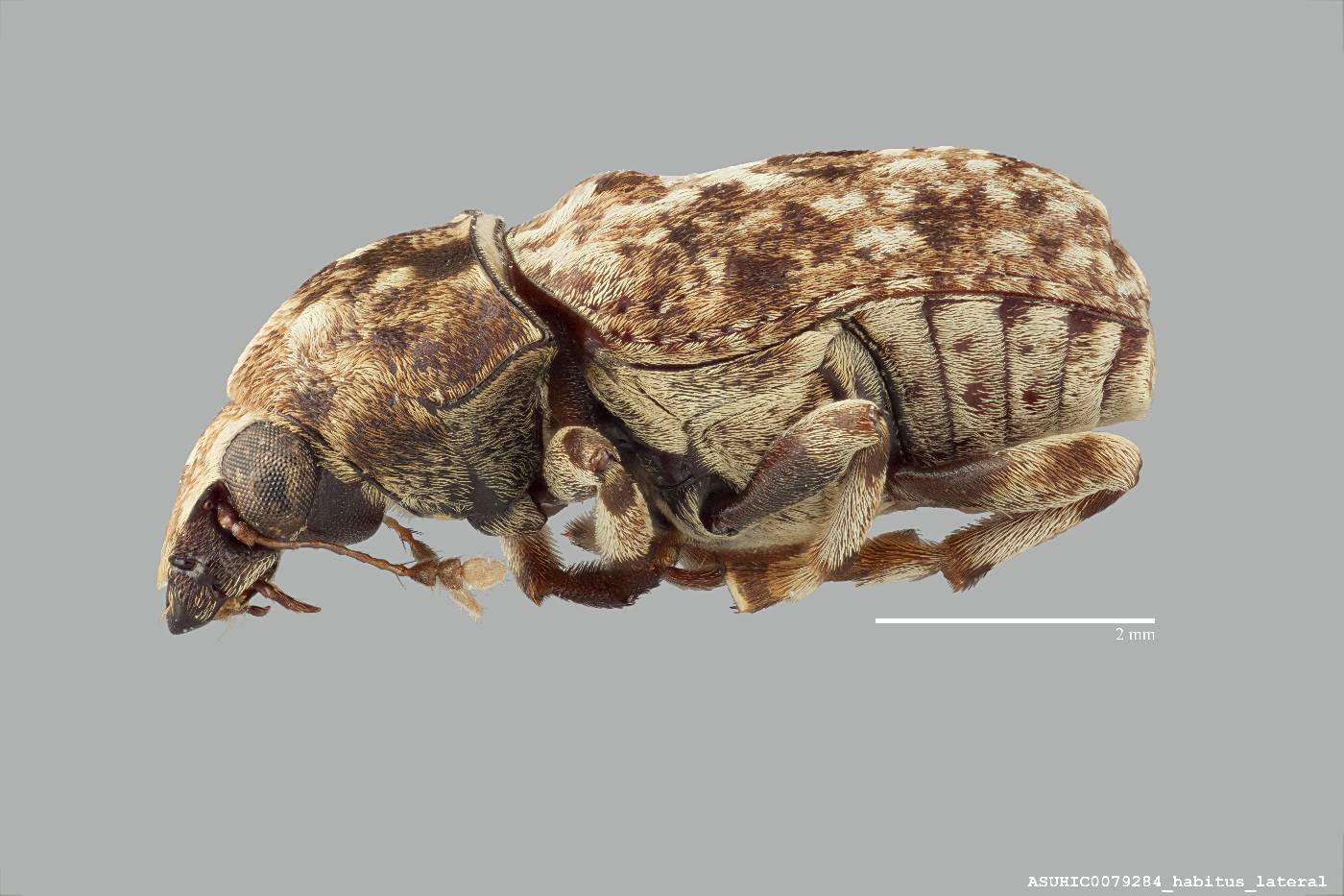 Euparius luridus image