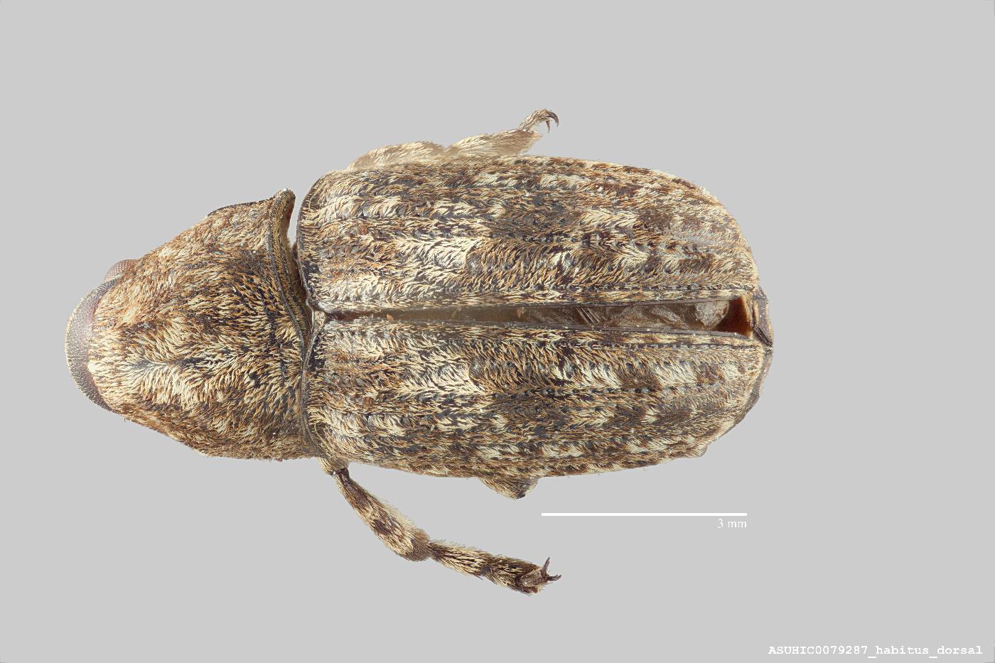 Euparius torquatus image