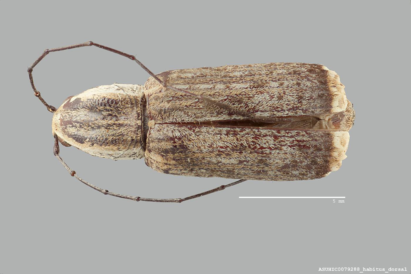 Ancylotropis waterhousei image