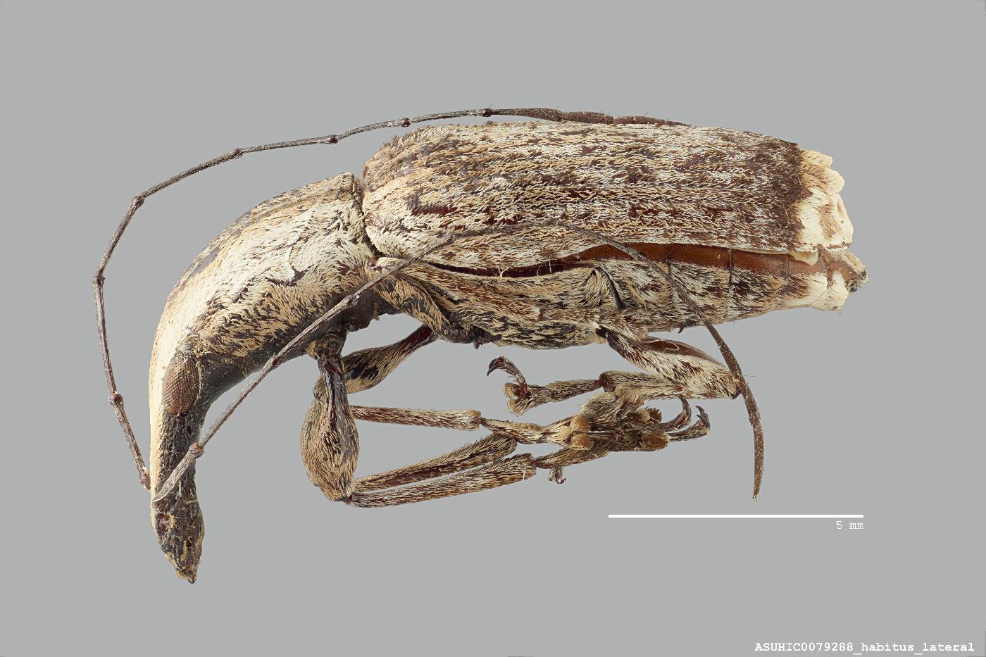 Ancylotropis waterhousei image