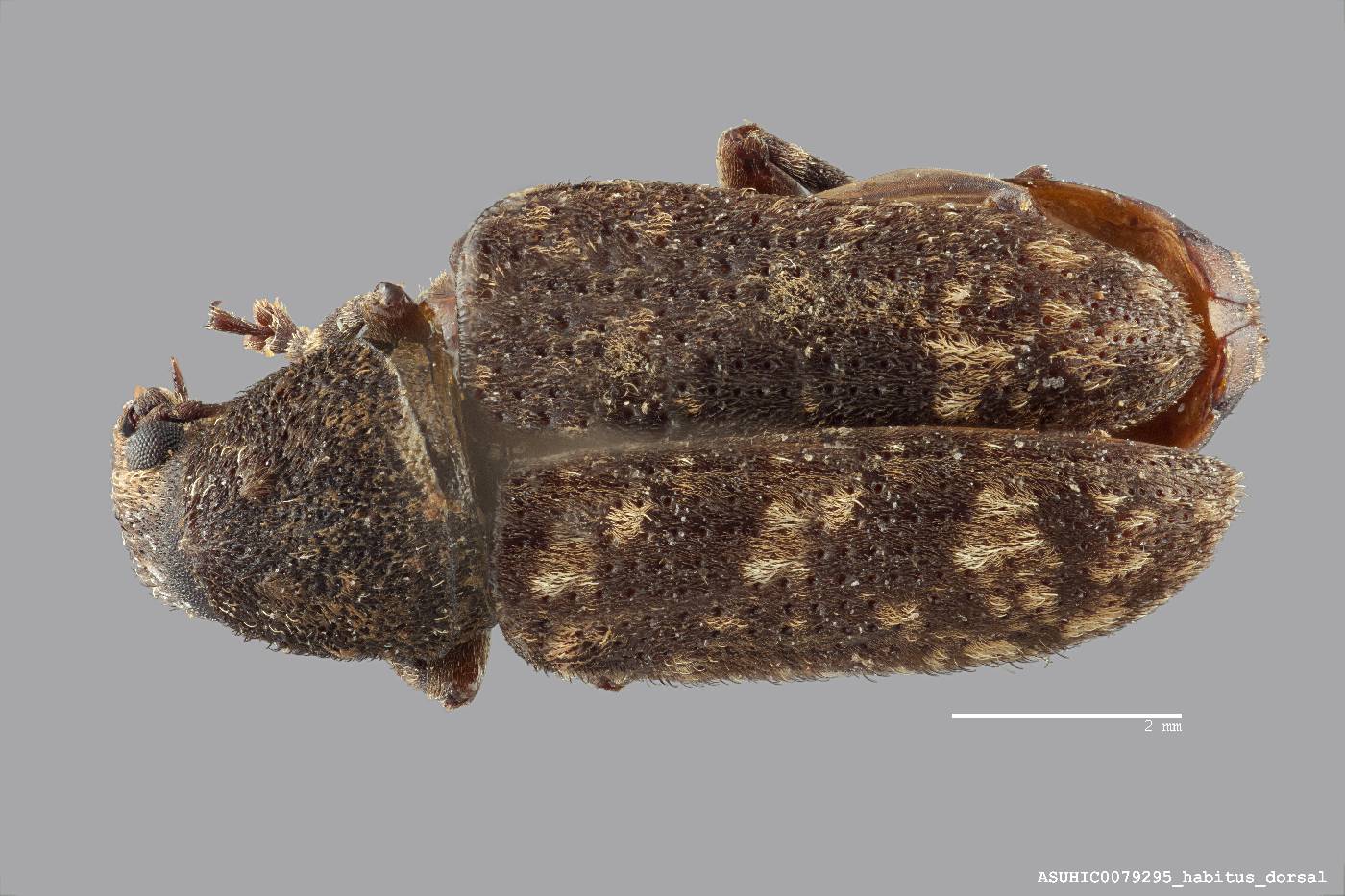 Eucorynus crassicornis image