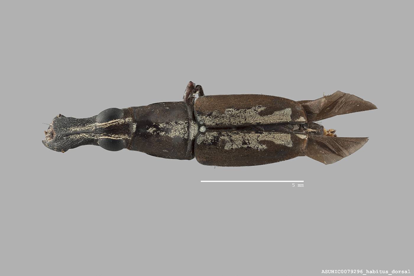 Gymnognathus femoralis image