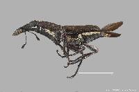 Gymnognathus femoralis image