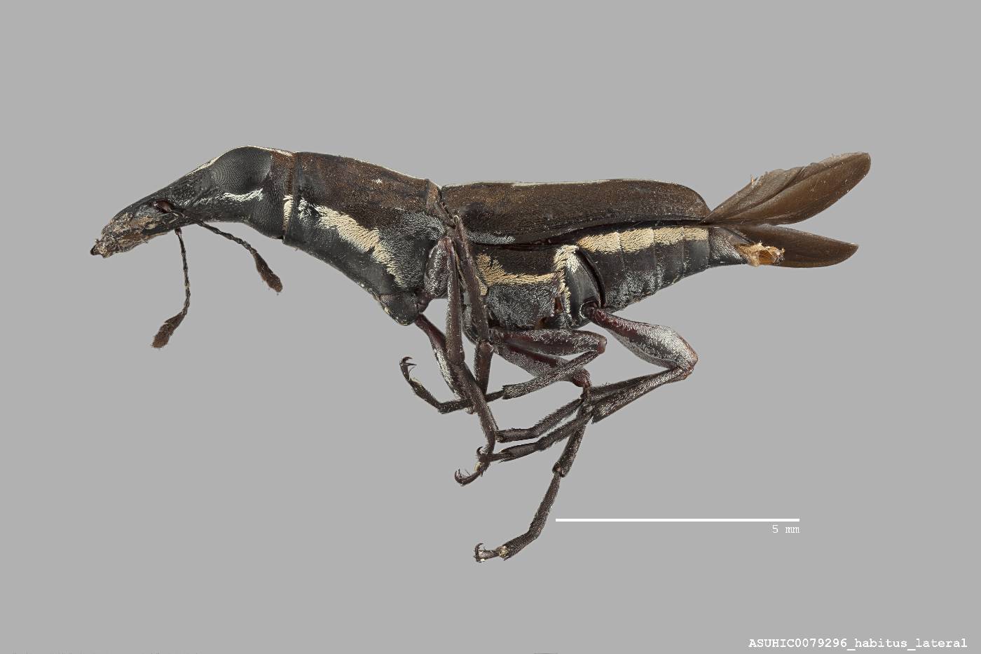 Gymnognathus femoralis image