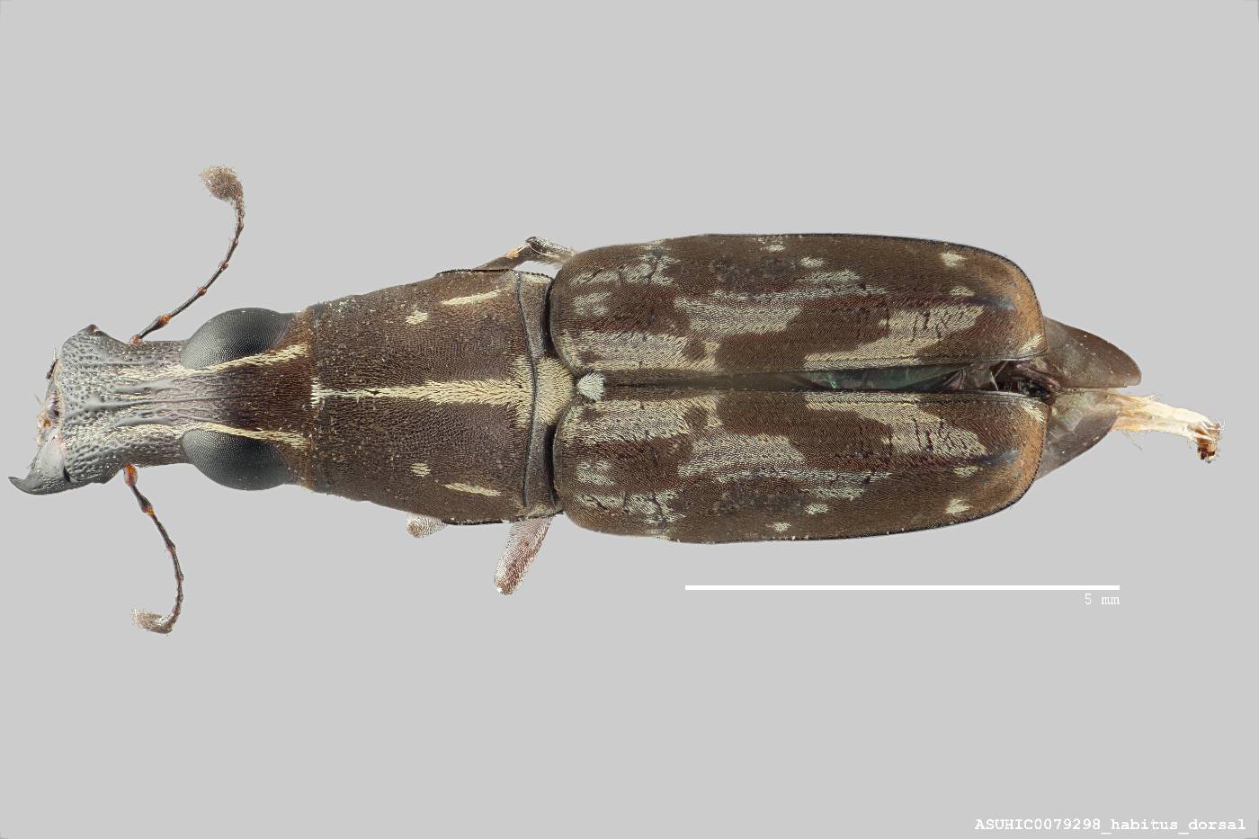 Gymnognathus scalaris image