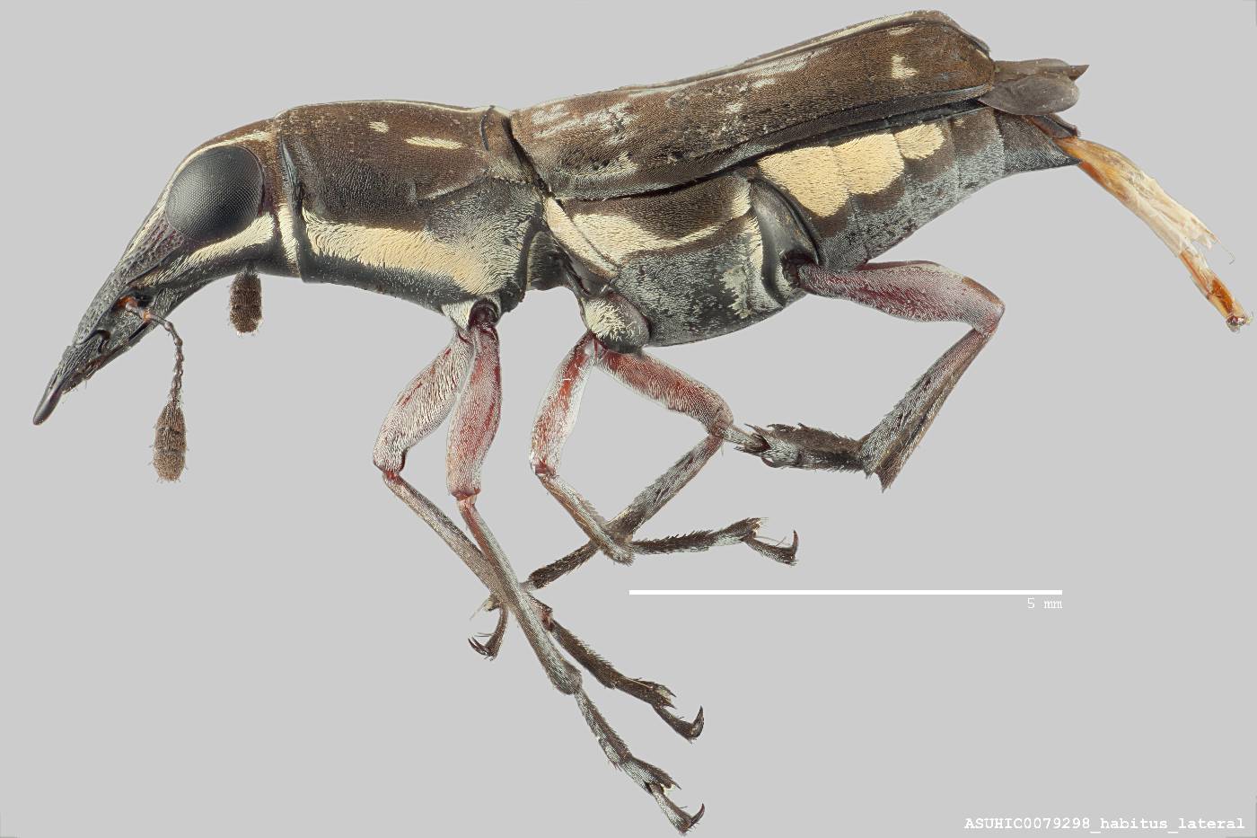 Gymnognathus scalaris image