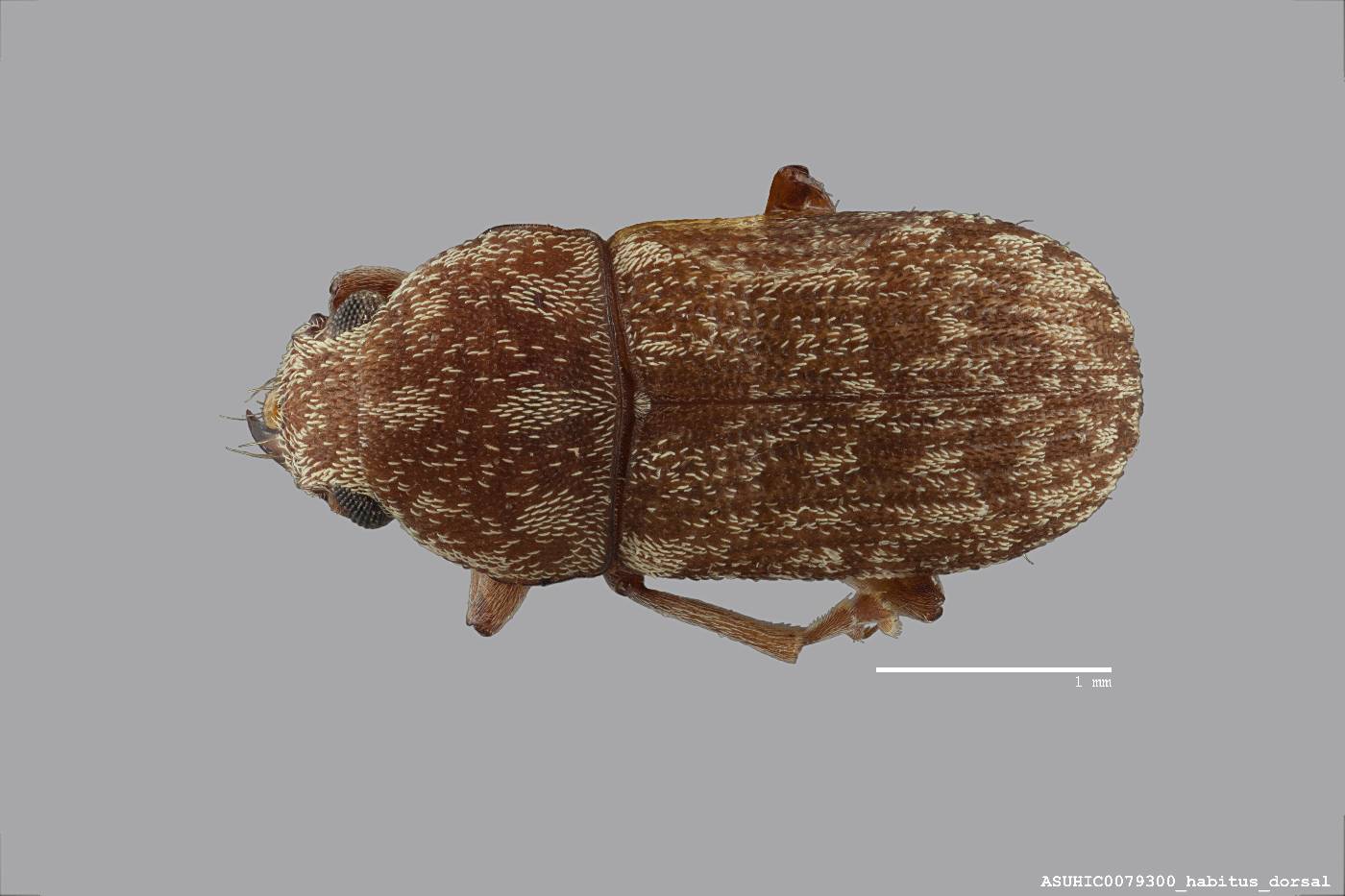 Mauia subnotata image