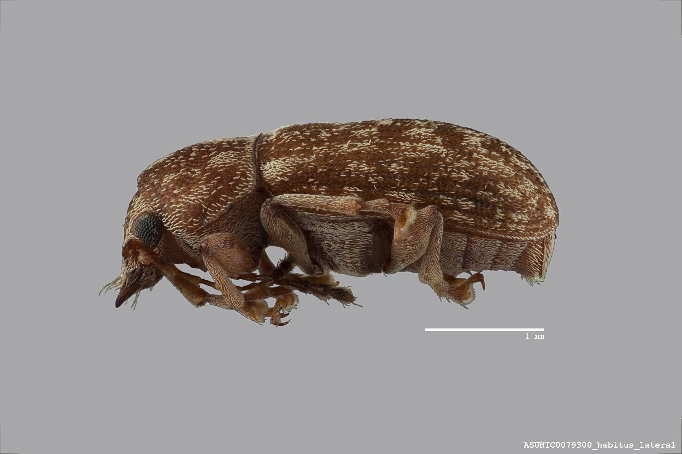 Mauia subnotata image