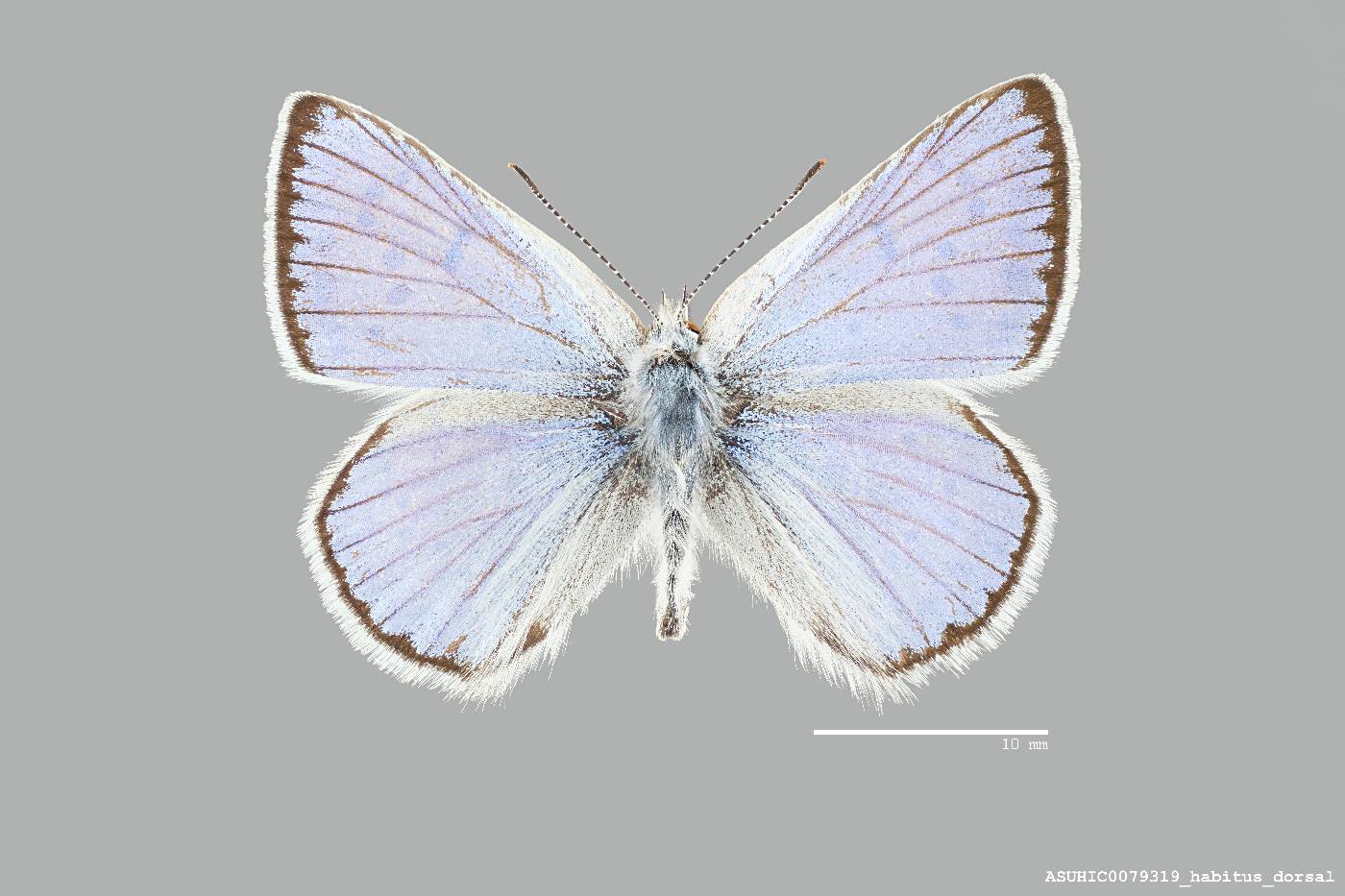 Lycaena heteronea image