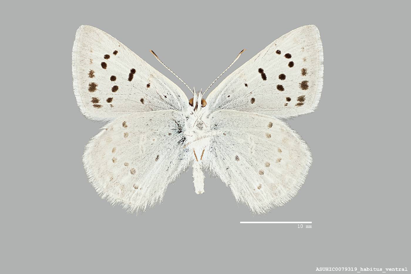 Lycaena heteronea image