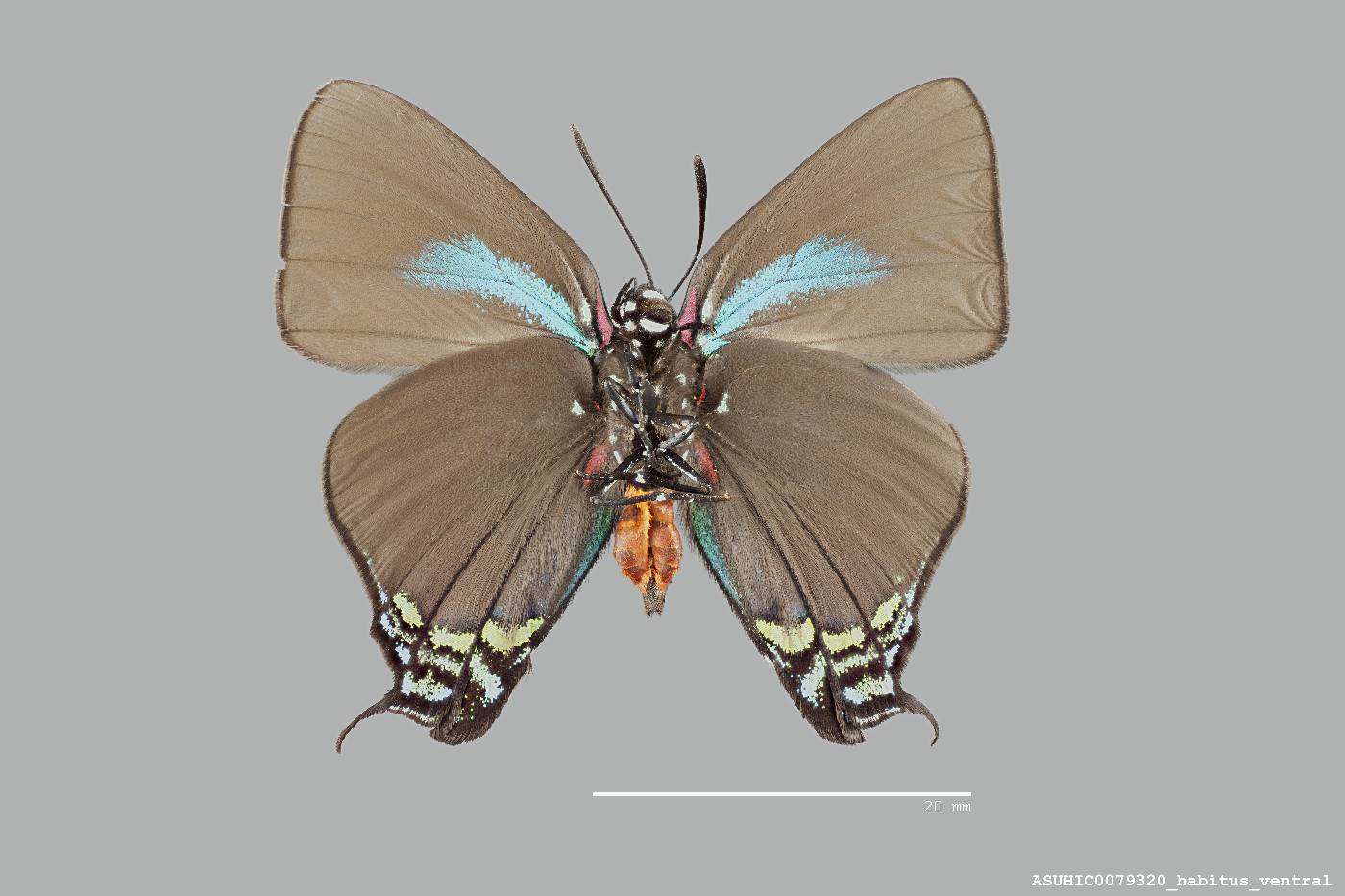 Atlides halesus image