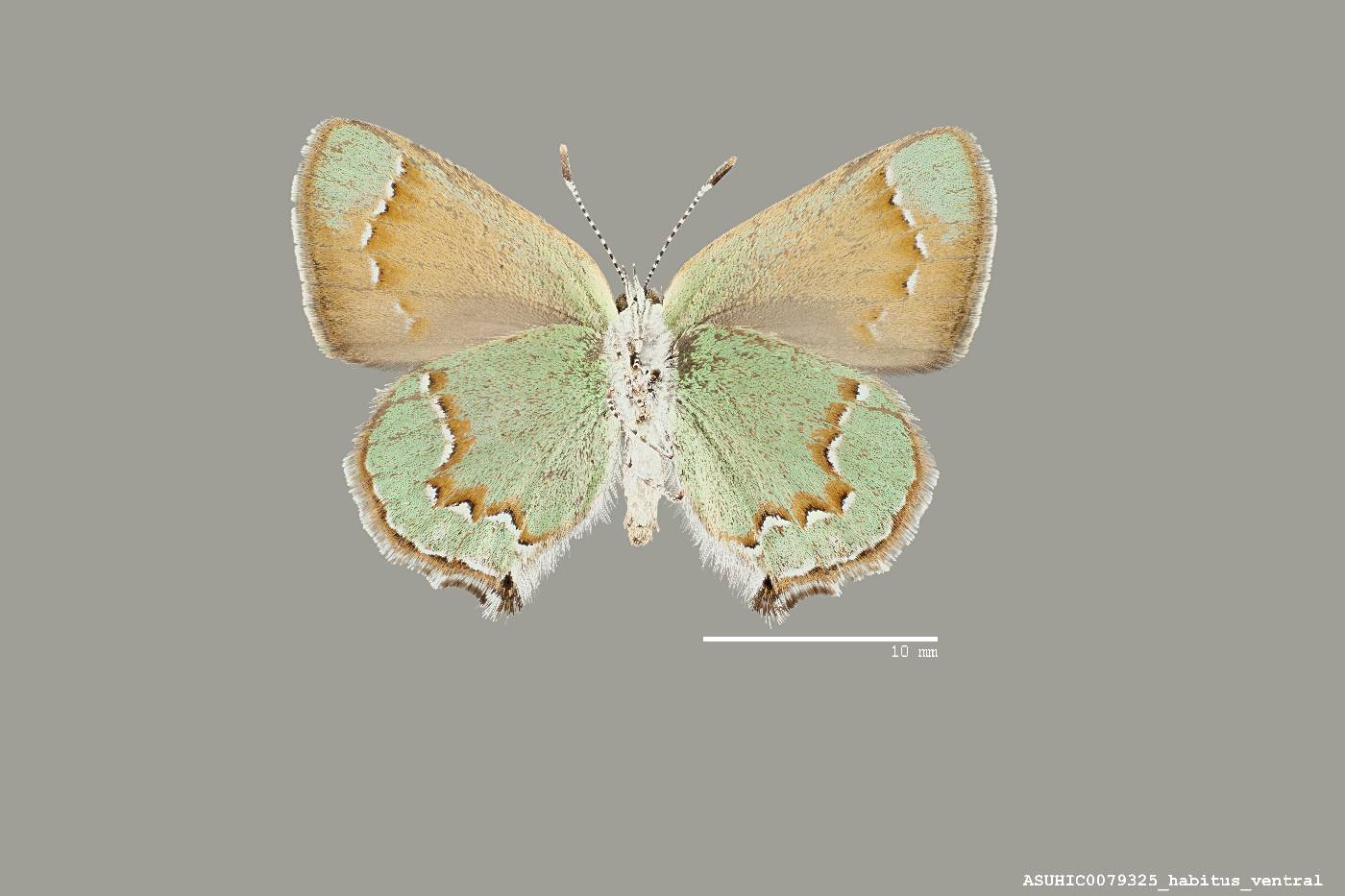 Callophrys apama image