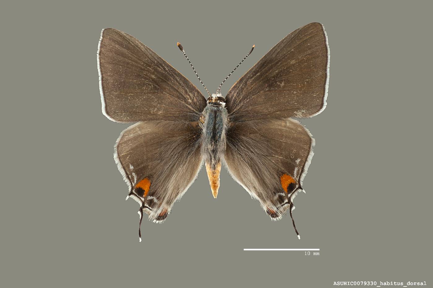 Strymon melinus image