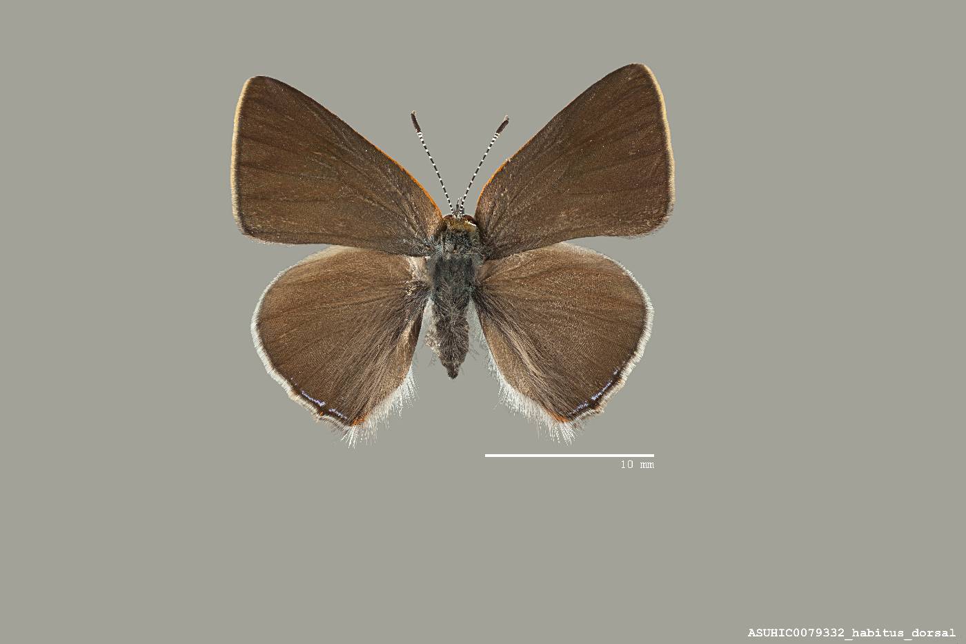 Erora image