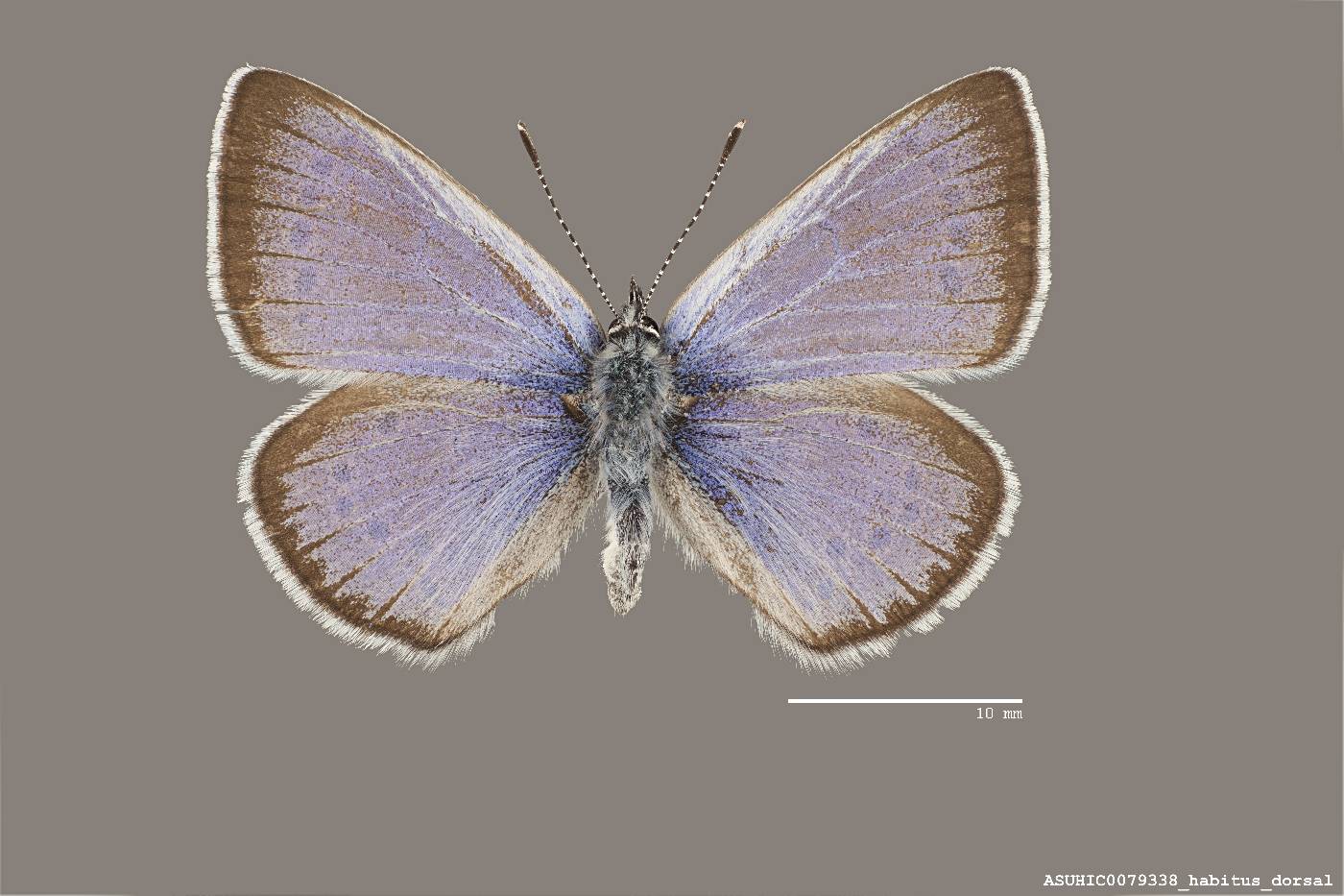 Euphilotes spaldingi image