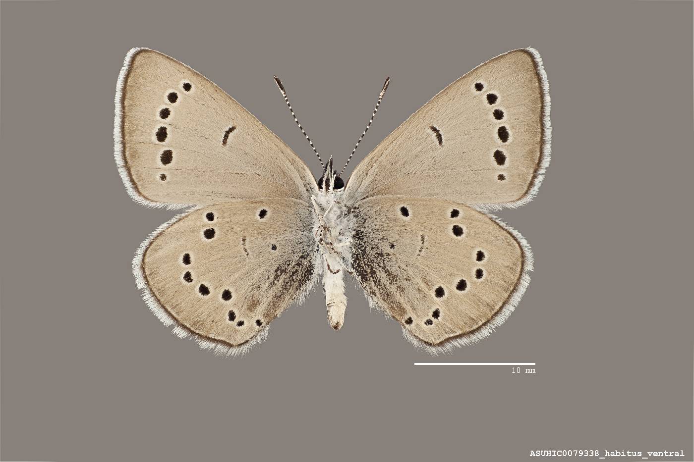 Euphilotes image