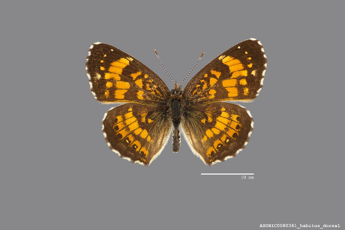 Chlosyne nycteis image