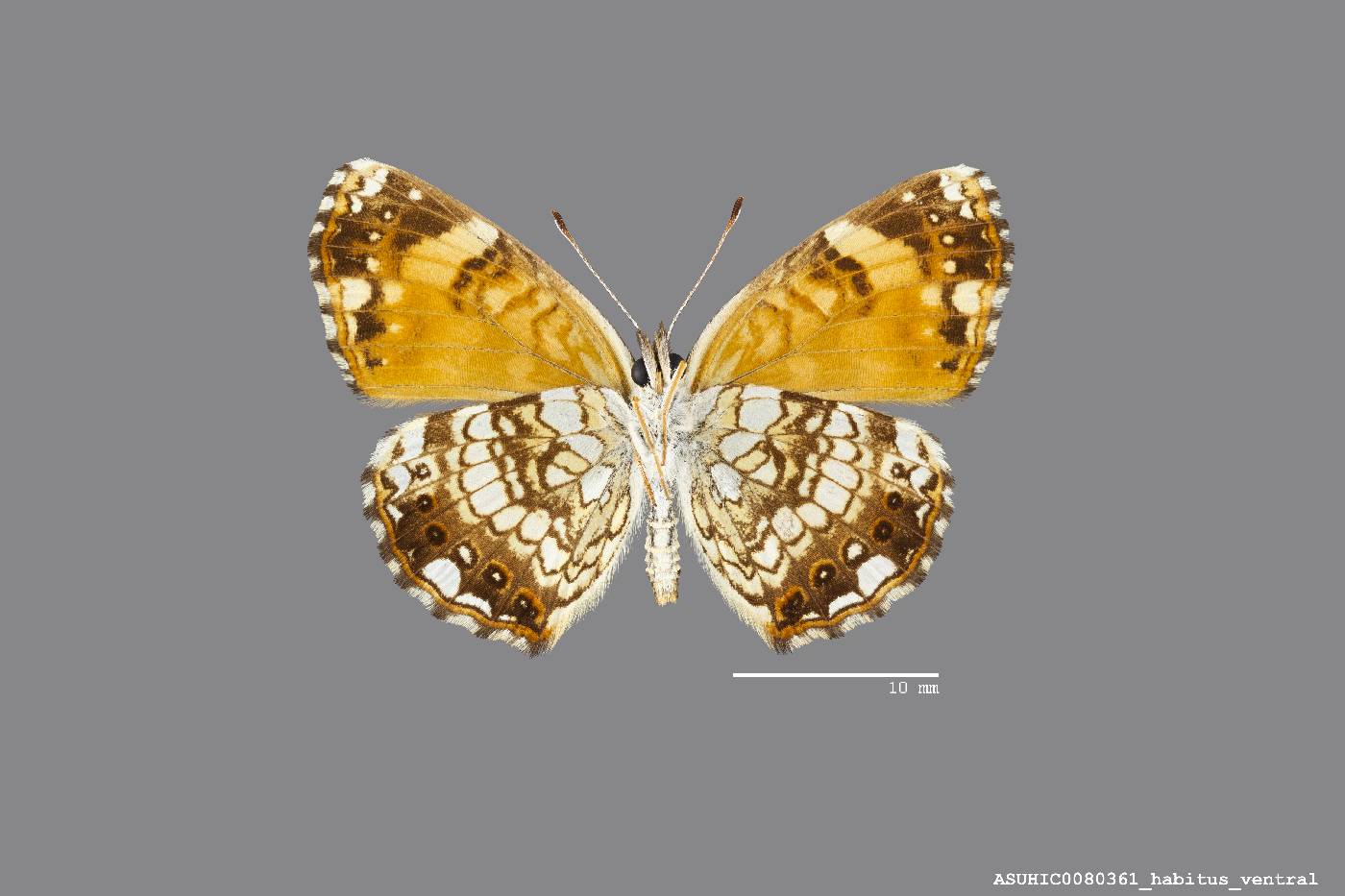 Chlosyne nycteis image