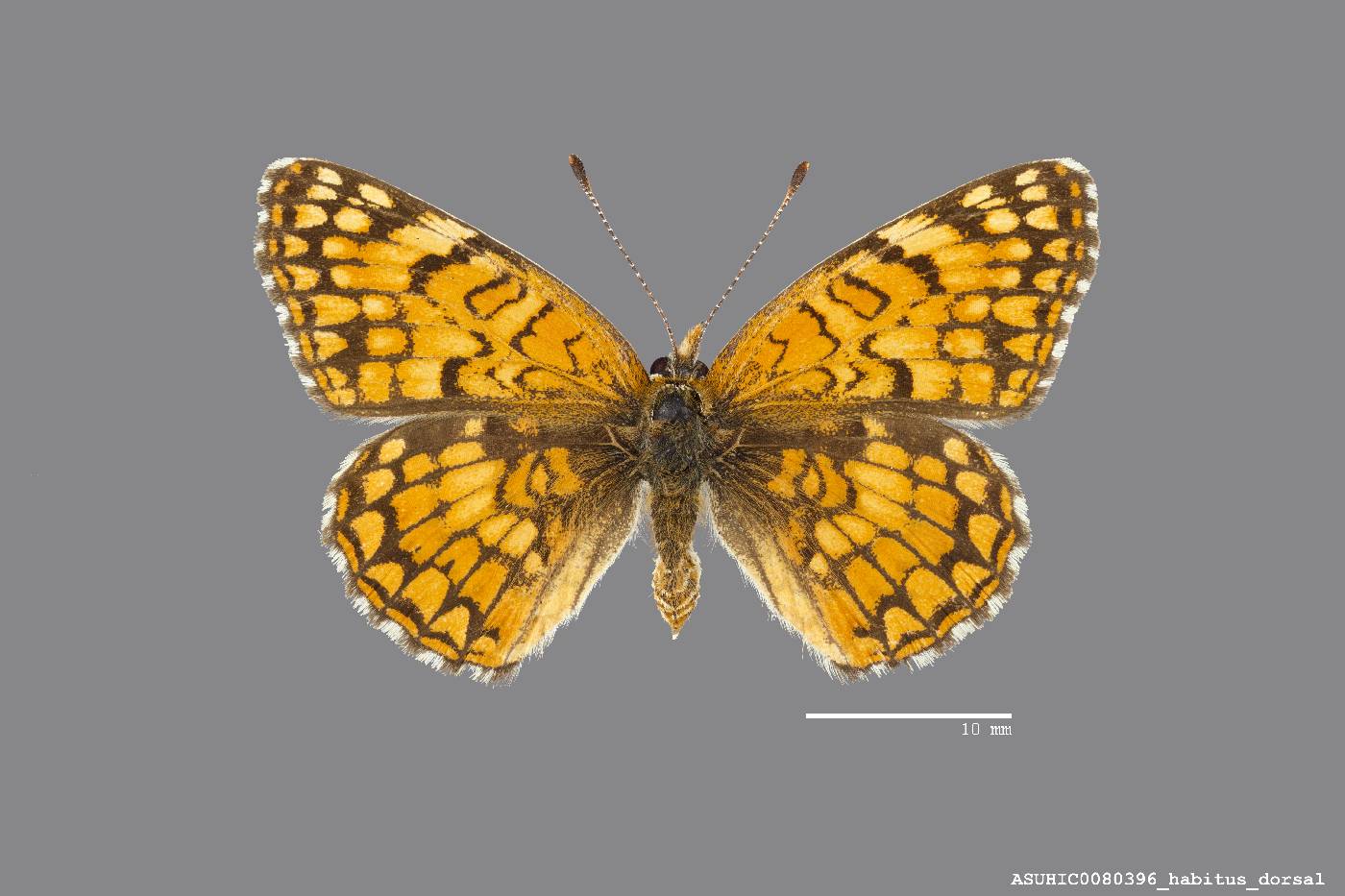 Chlosyne acastus image