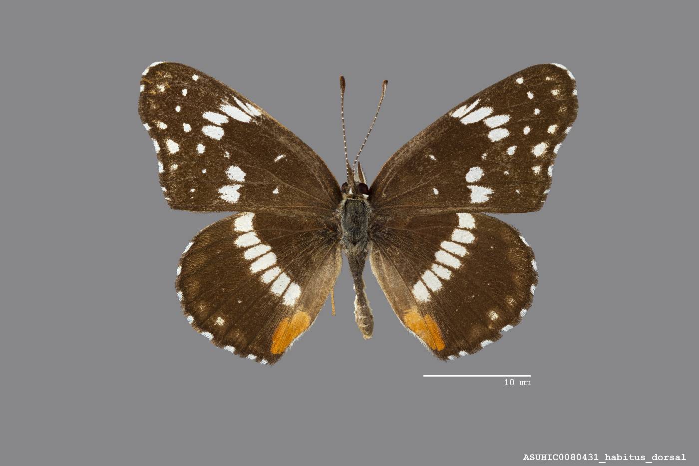 Chlosyne lacinia crocale image