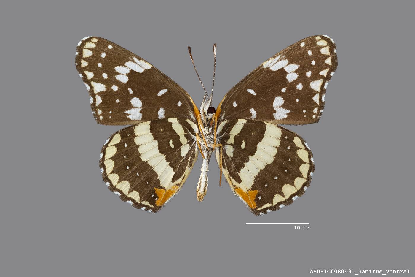 Chlosyne lacinia crocale image