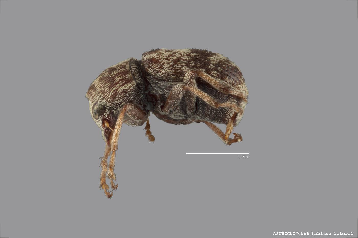 Ormiscus fasciatus image