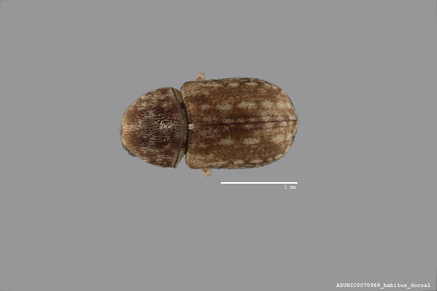Ormiscus micula image