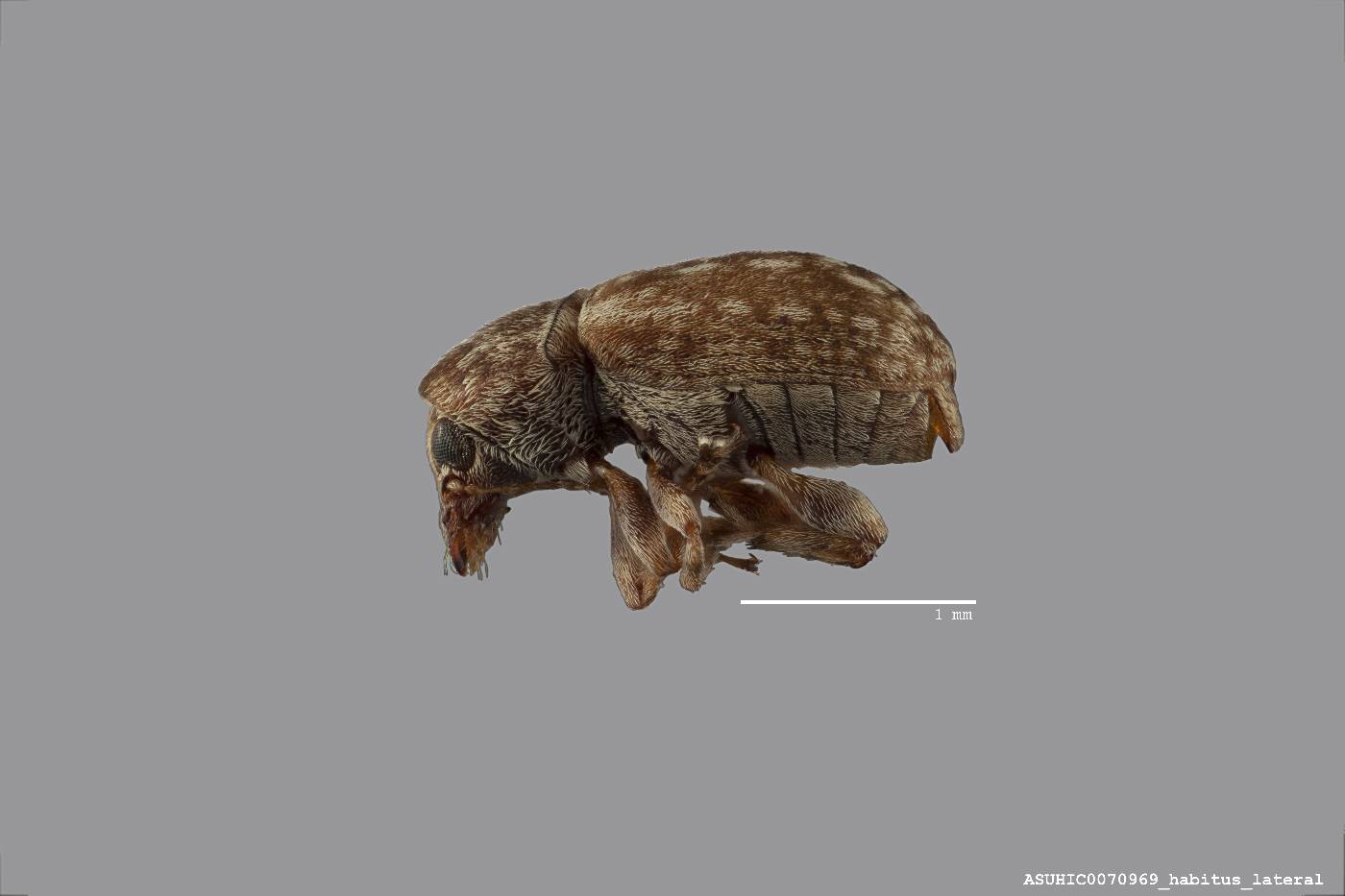 Ormiscus micula image