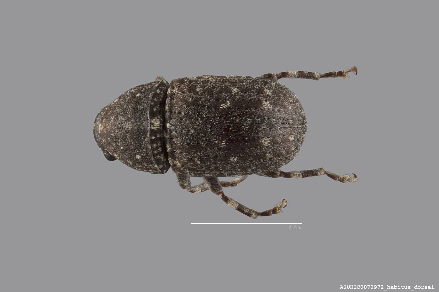 Brachycorynus image