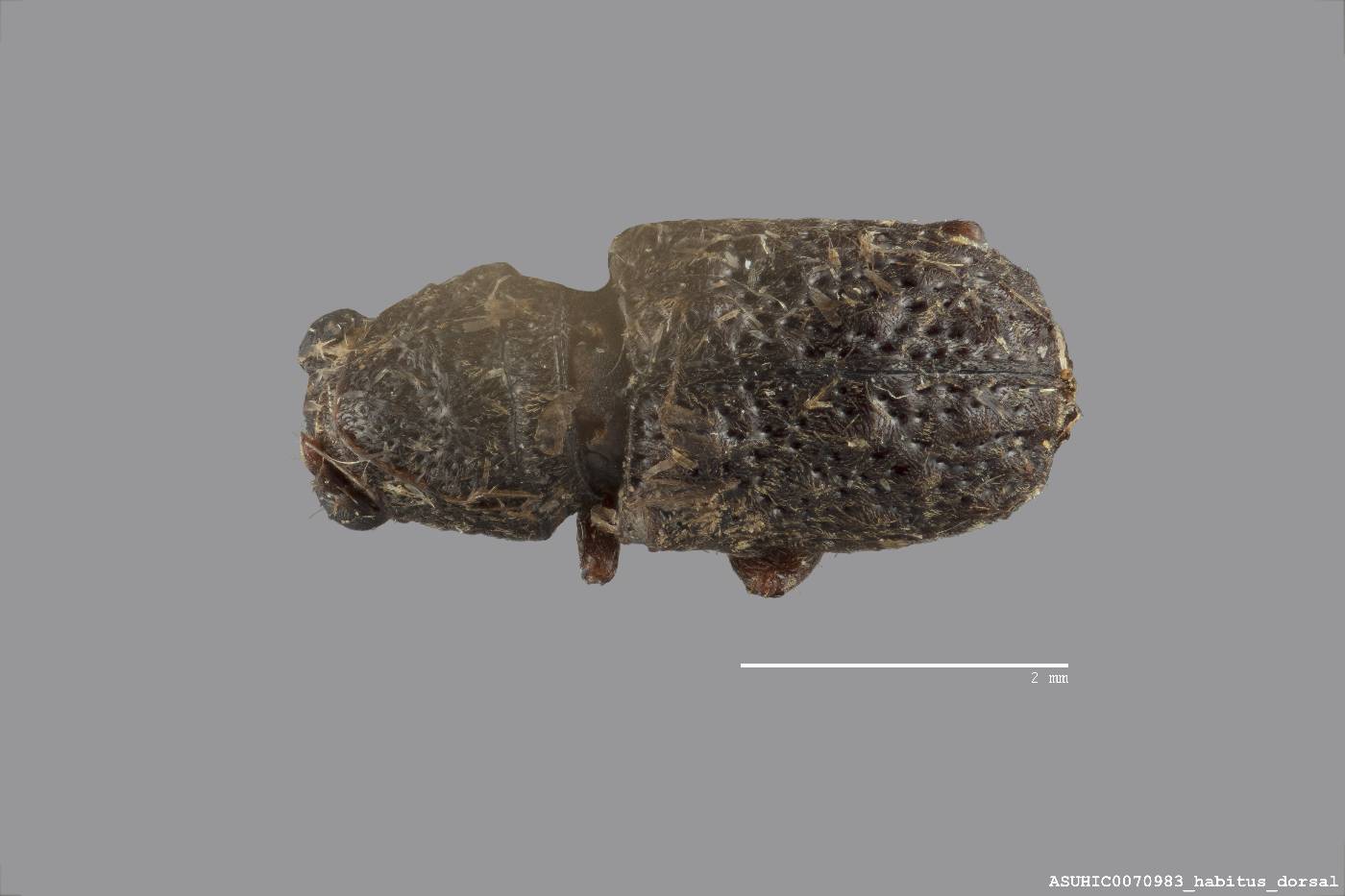 Goniocloeus rectus image