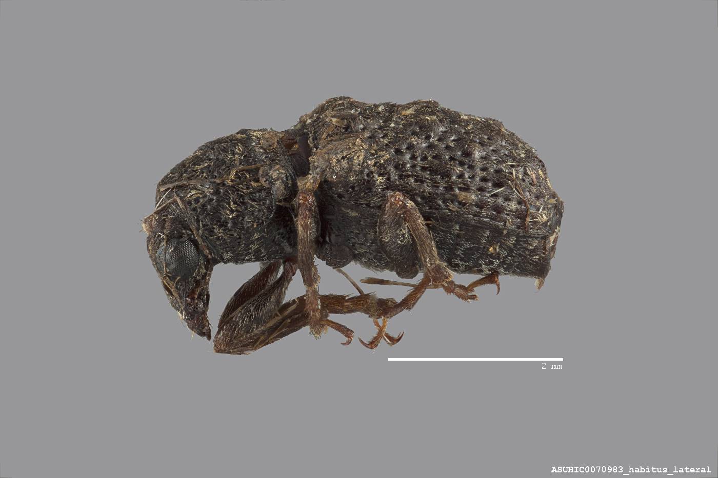 Goniocloeus rectus image
