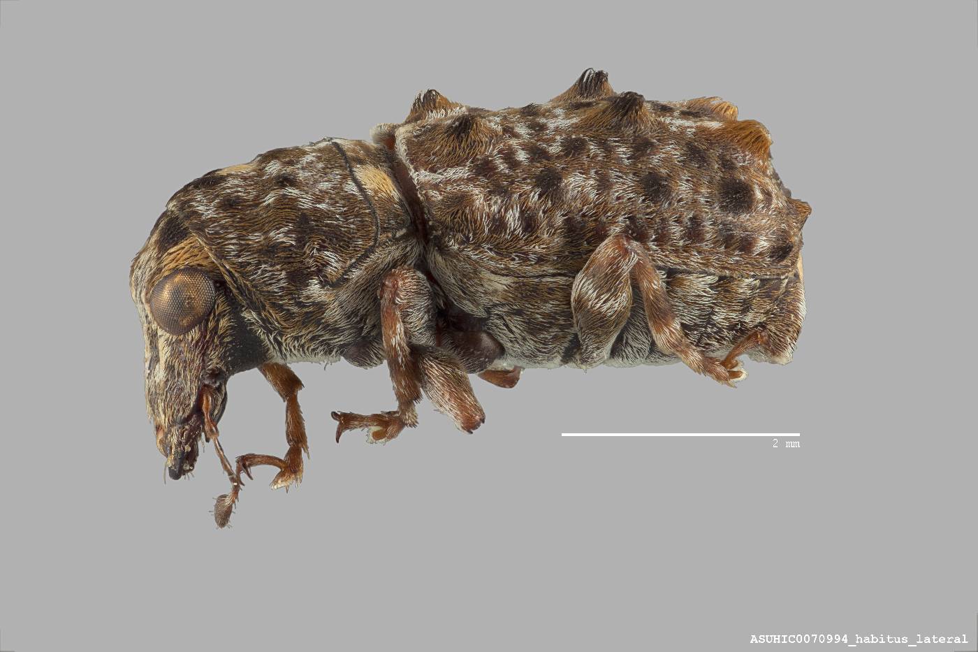 Goniocloeus ornaticeps image
