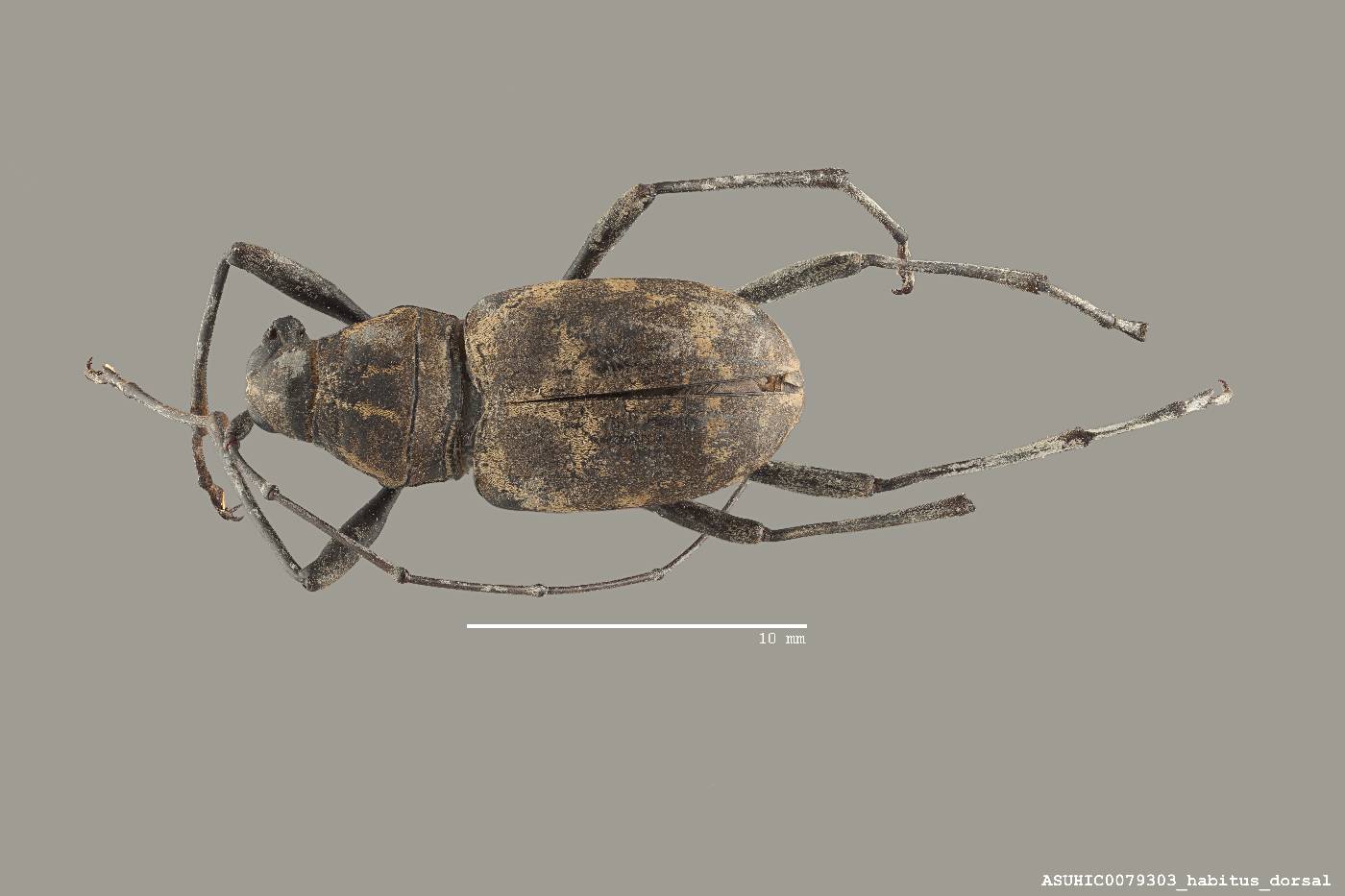 Acanthothorax mniszechi image