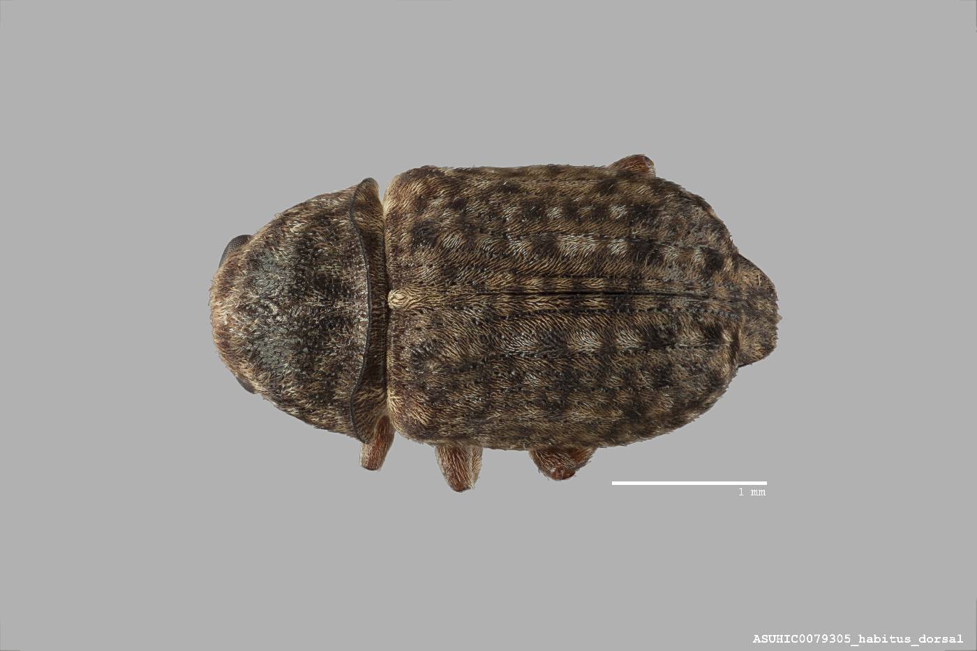 Ormiscus costifrons image