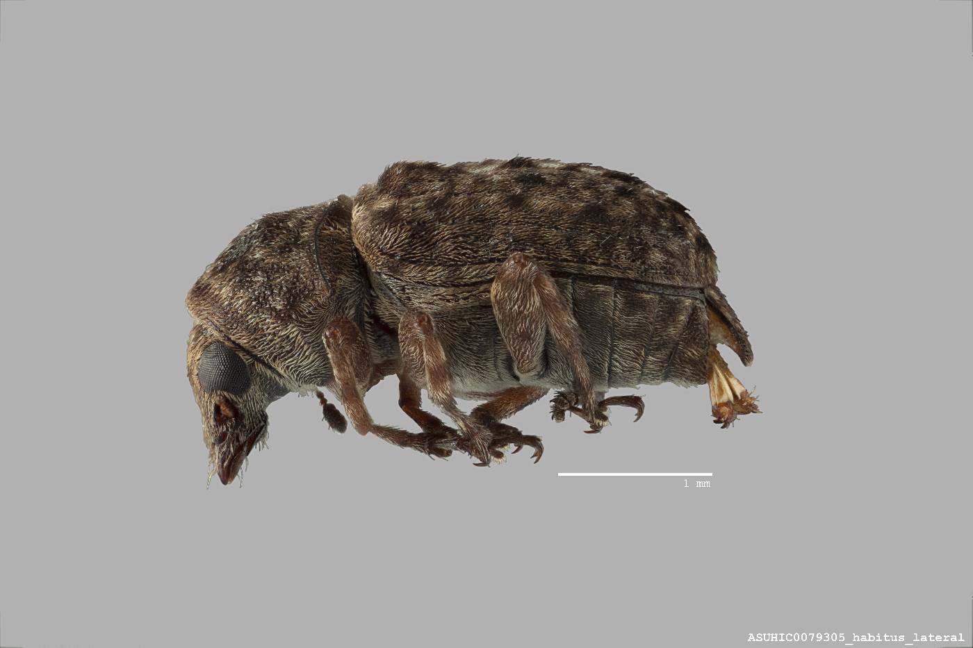 Ormiscus costifrons image