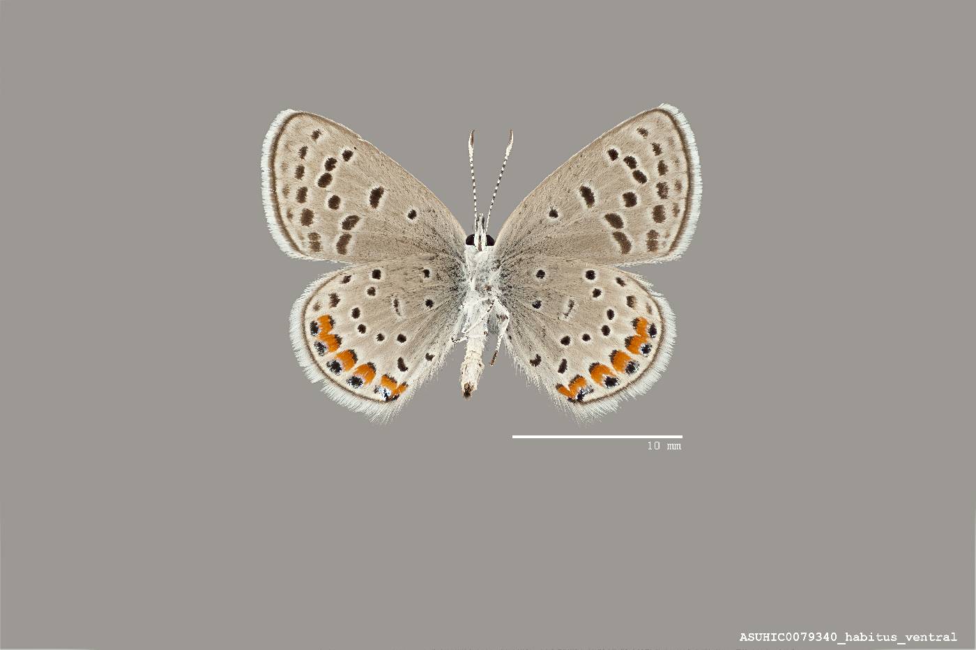 Plebejus acmon image