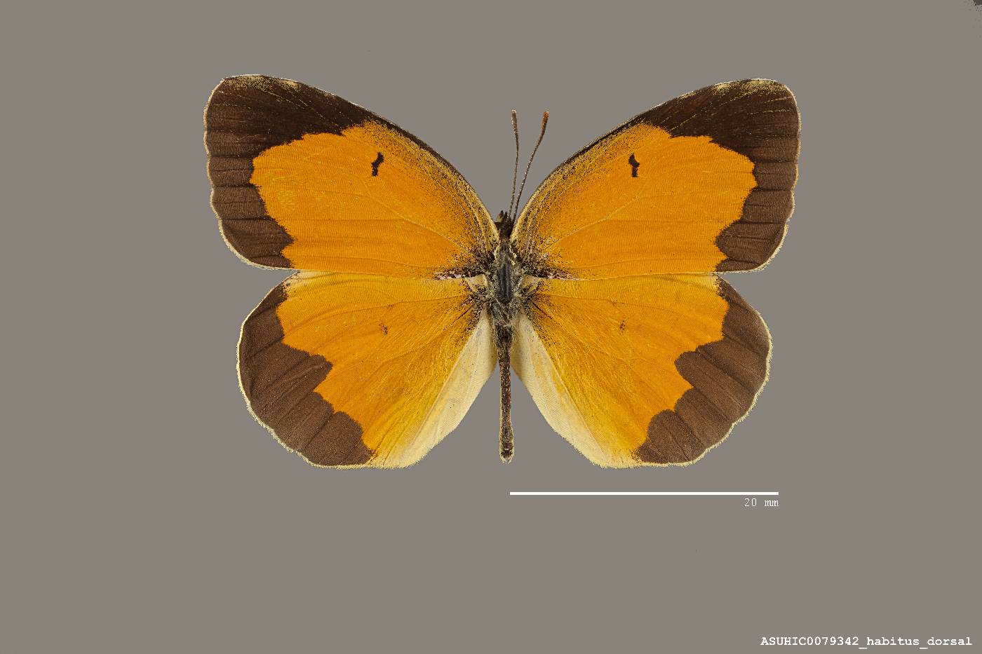 Abaeis nicippe image