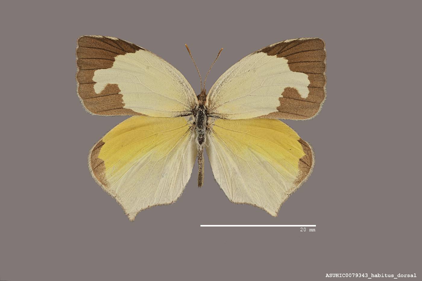 Eurema mexicana image