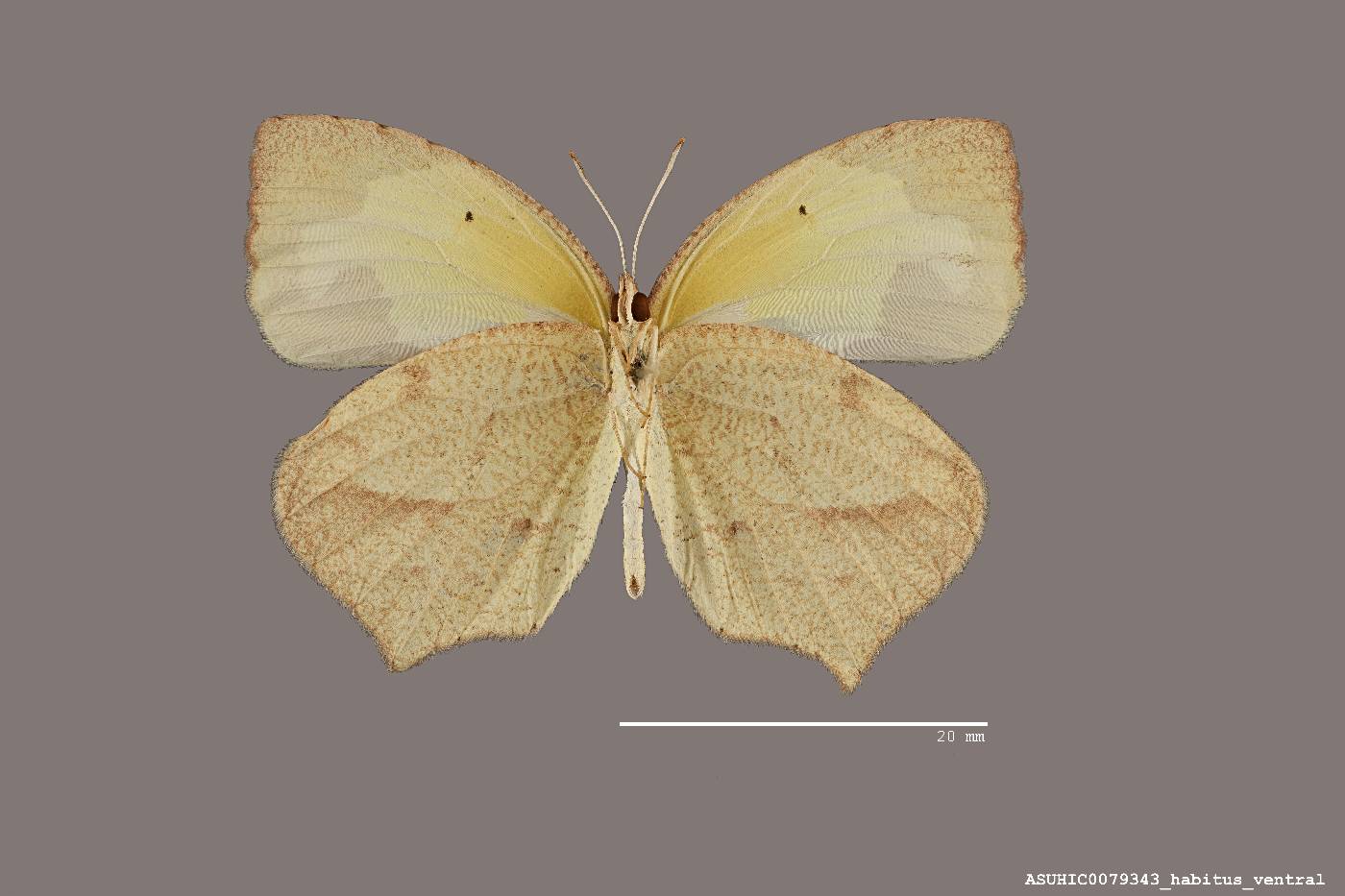 Eurema mexicana image