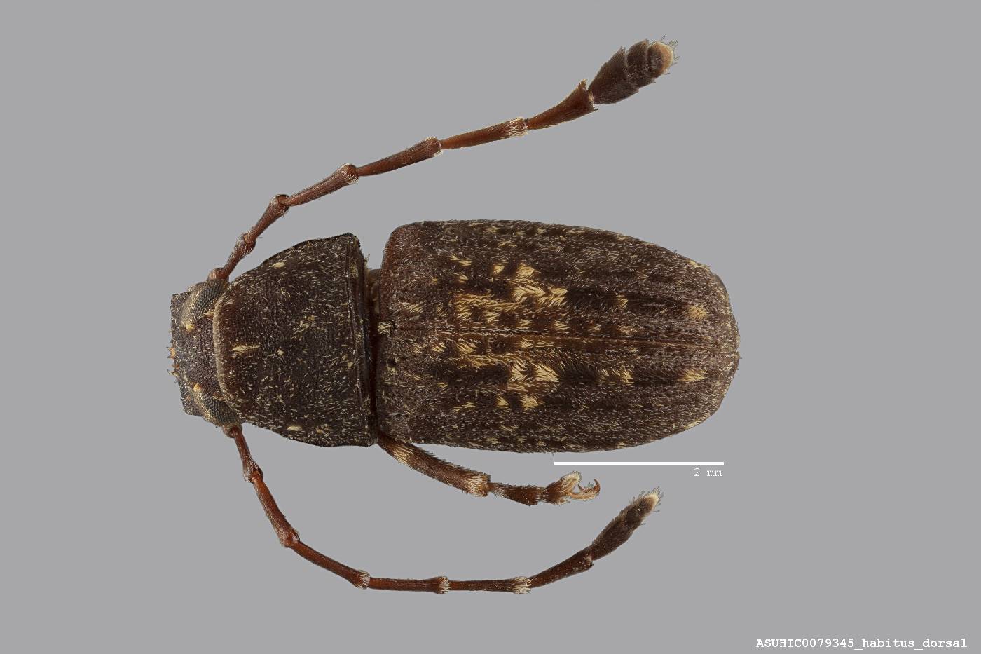 Piezocorynus dispar image