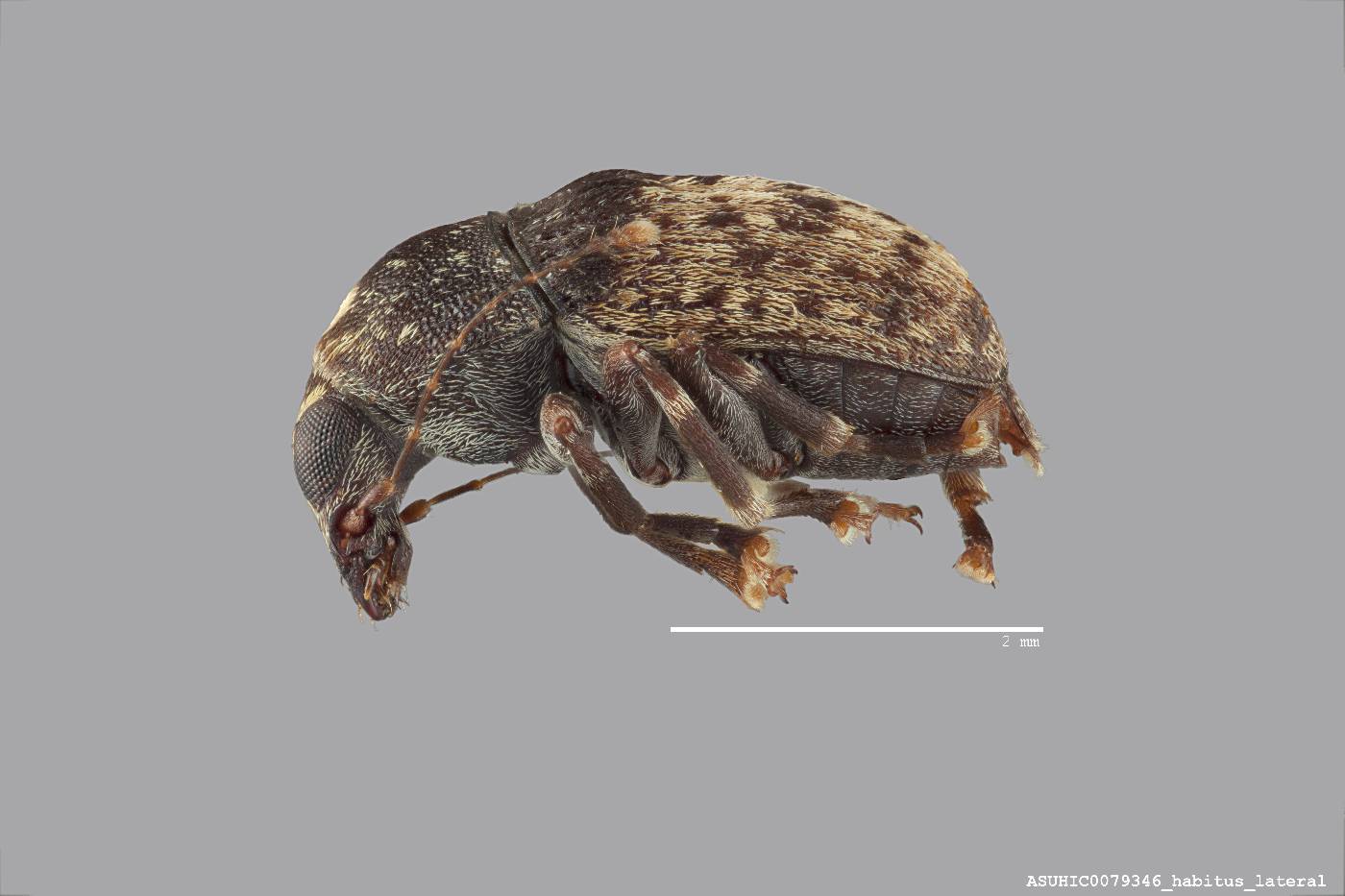 Piezocorynus dimidiatus image